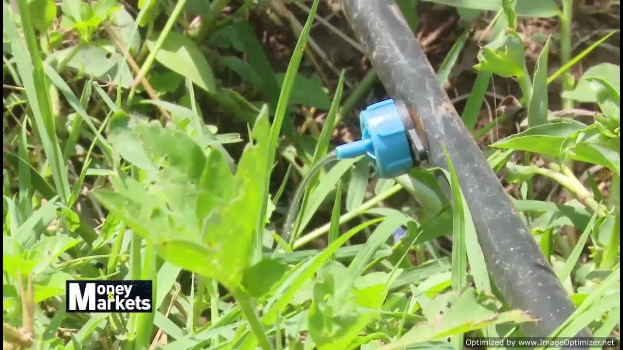 Farmer Reaping Dividends From Applying Modern Crop Irrigation Methods