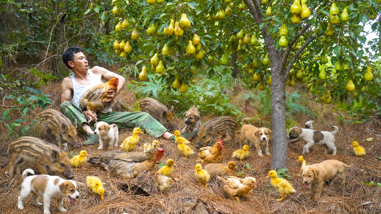 Harvesting Wild Apples From Forest To Sell...Caring for Wild Boar Piglets,Chicks,Ducklings,Puppies