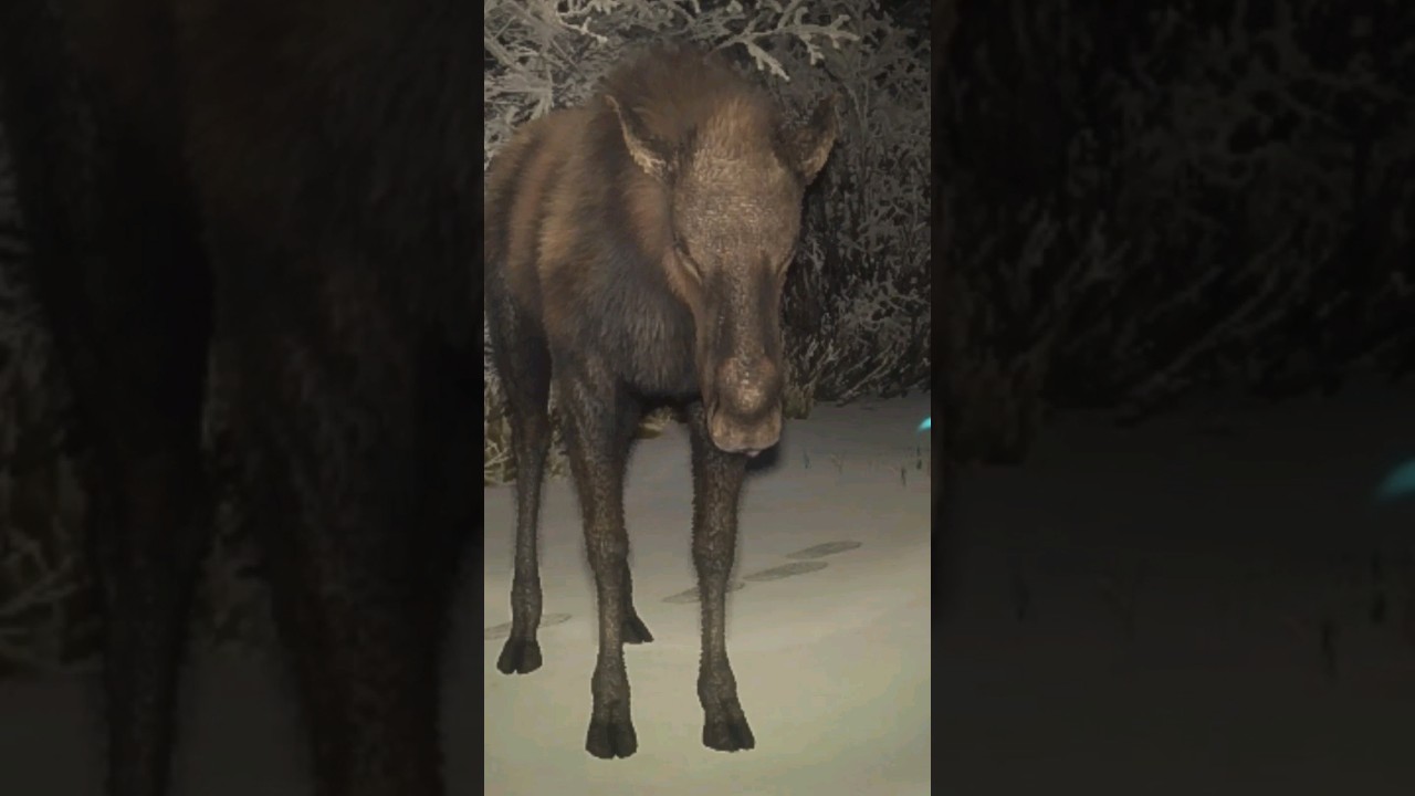 JAWS But It's a Moose | theHunter: Call of the Wild #cotw #huntinggames #thehuntercotw #hunterhunted