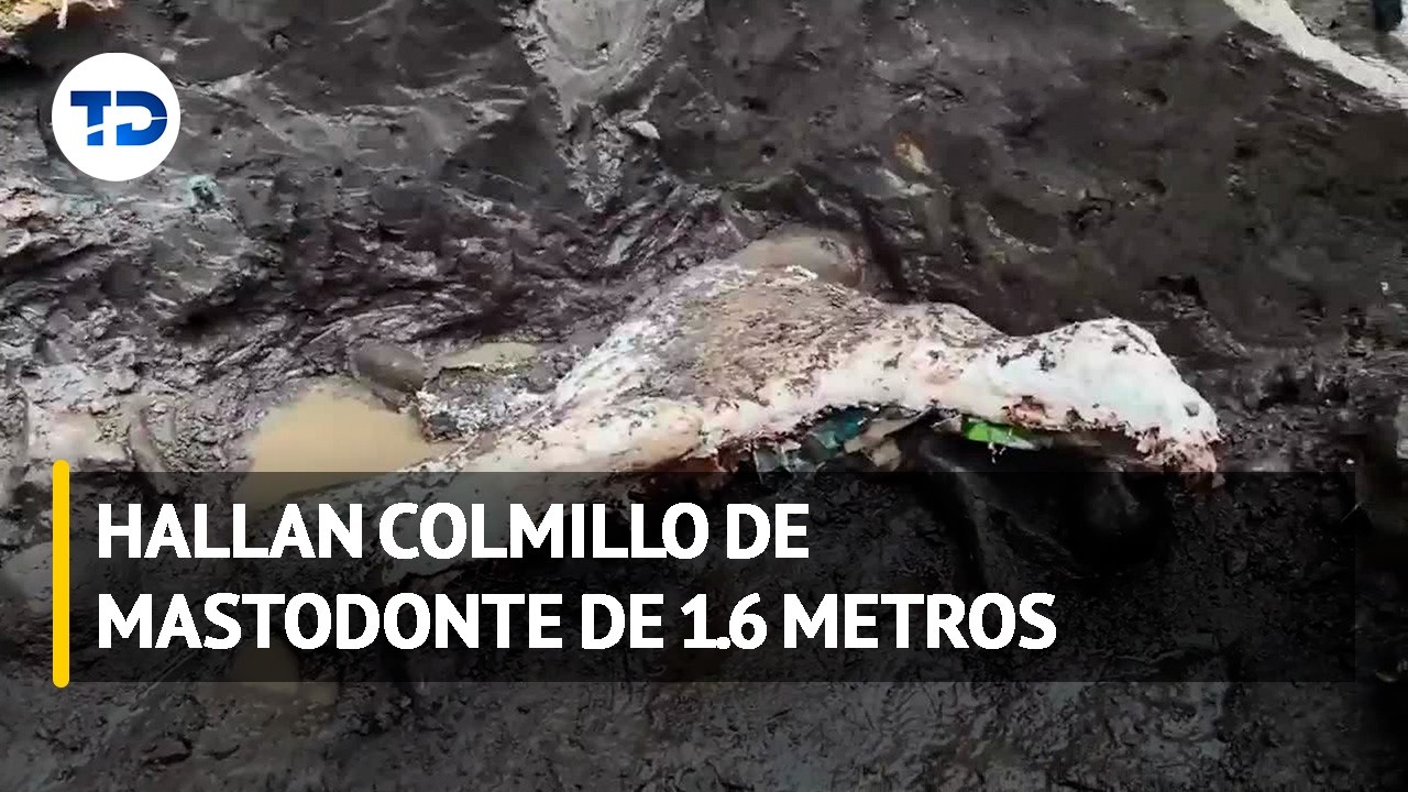 Hallazgo histórico en Cartago: Mastodonte y perezoso gigante