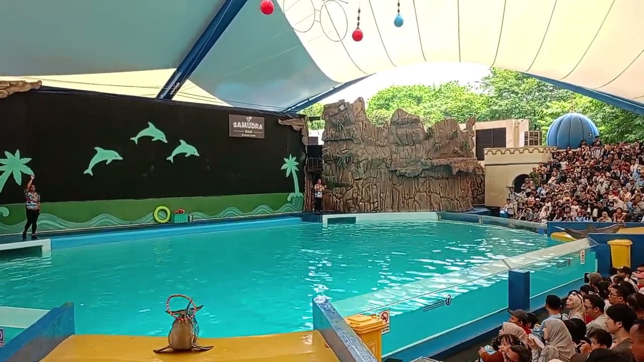 Lihat atraksi lumba-lumba di SeaWorld Ancol