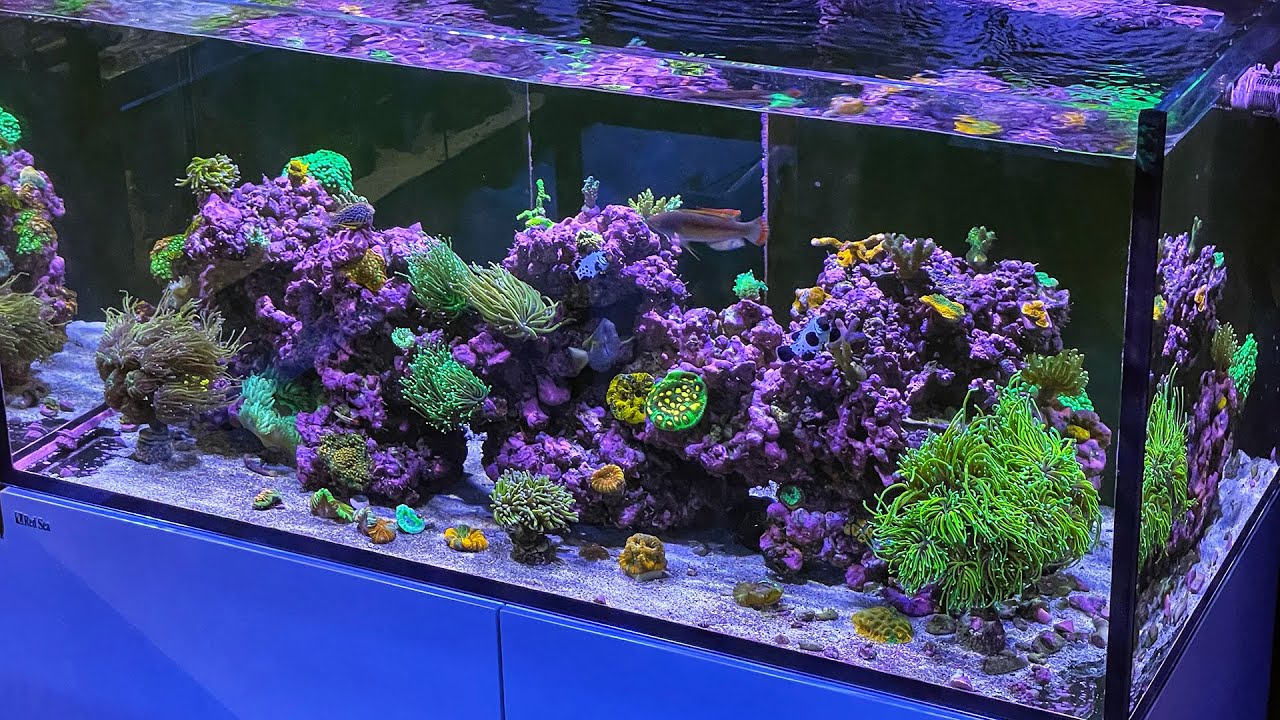 Amazing Aquarium Store - Reef and Freshwater - Finest Aquatics