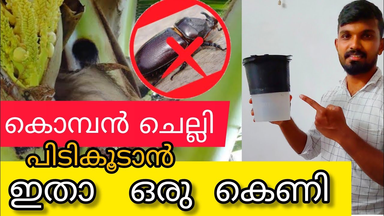 കൊമ്പൻചെല്ലി ഇനി തെങ്ങ് നശിപ്പിക്കില്ല;ഇതൊന്നു ഉപയോഗിച്ചാൽ ചെല്ലി തീർന്നു |Chelli Trap