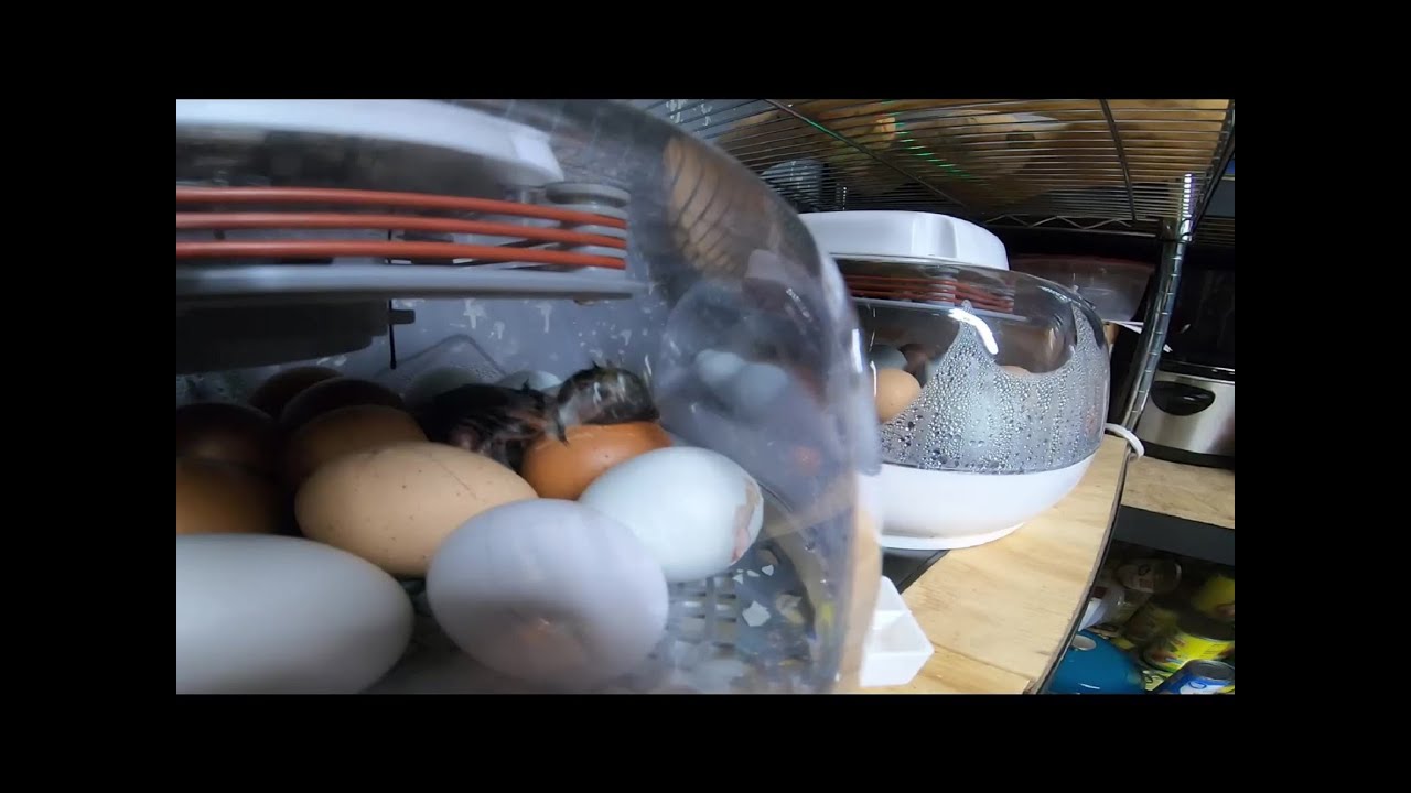 Baby Chicks
