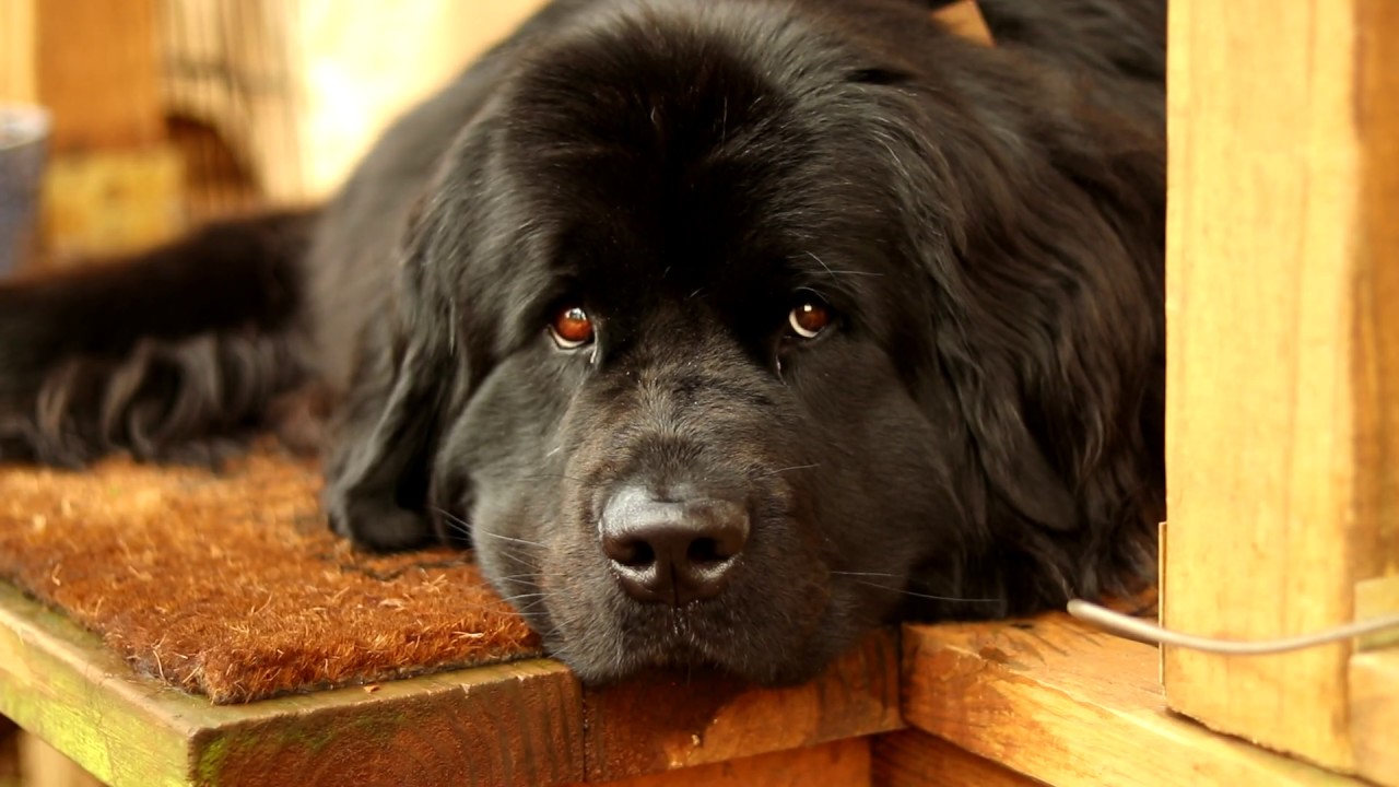 Newfoundland Dog Therapy | Relaxing | Stress Relieving