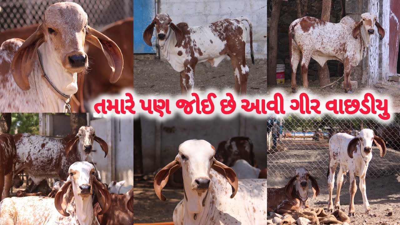 તમારે પણ જોઈ છે આવી ગીર વાછડીયુ નંદ ના વાછડાના ડોજ મળસે | Best Gir Bull Semen Available Gujarat