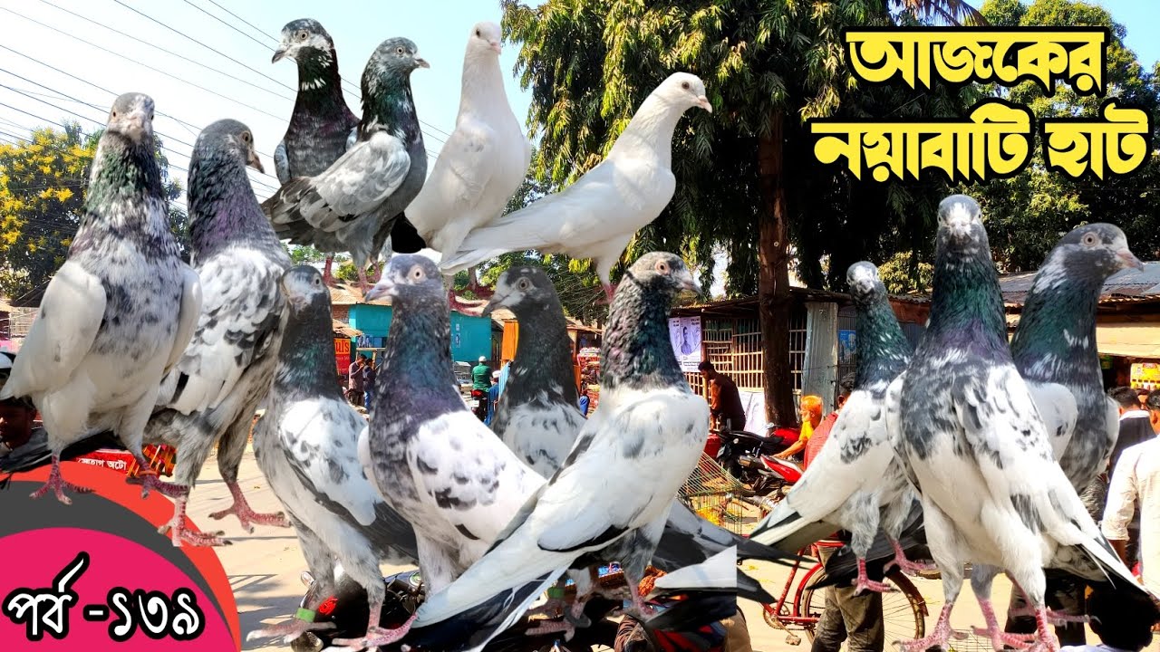 নয়াবাটি কবুতর হাট খুলনা ০৬-২-২৬ pigeon market in bangladesh,khulnapigeon market#নয়াবাটি কবুতরের হাট