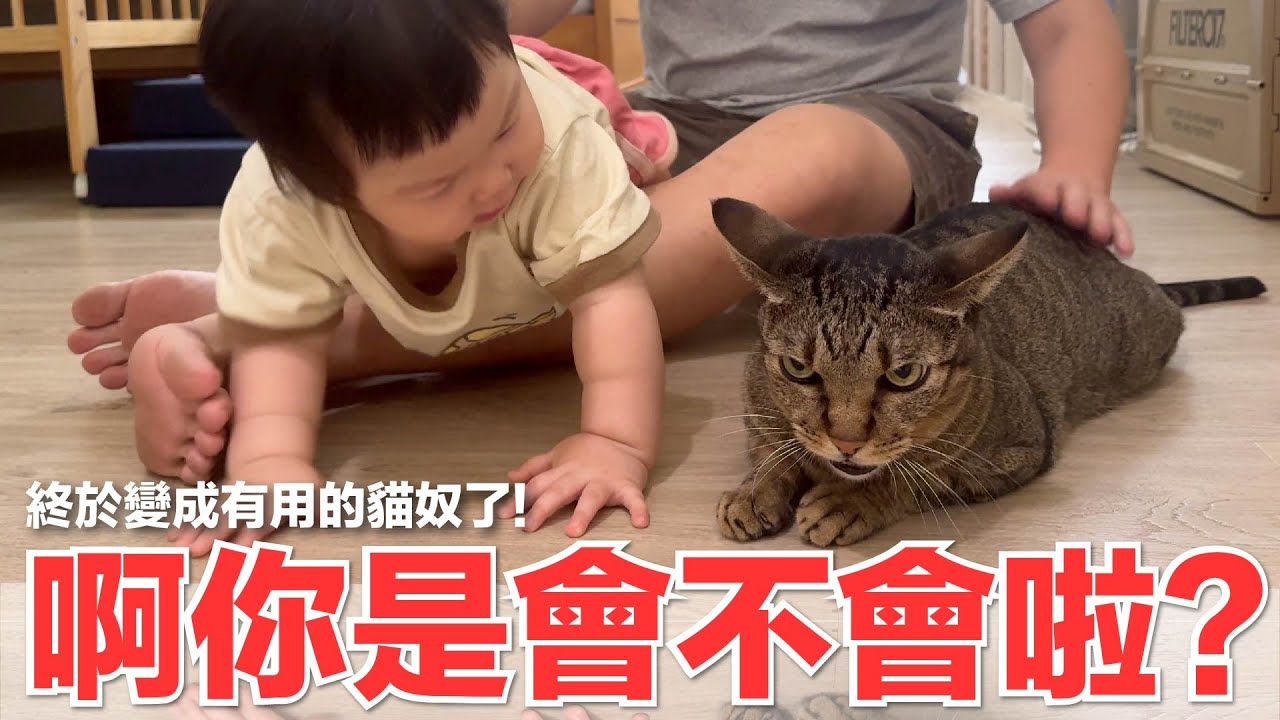 【好味小姐】啊你是會不會啦？終於變成有用的貓奴了！｜好味貓日常225