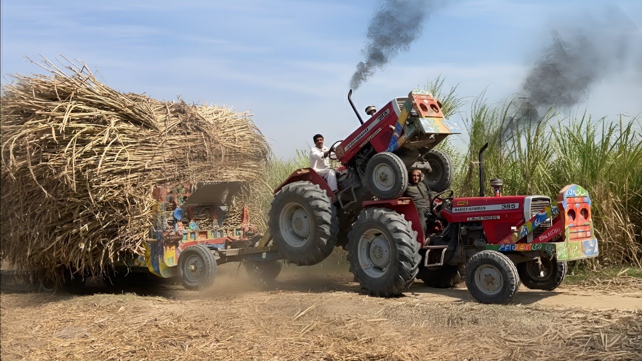 mf 385 tractor unbelievable power stunts | sugarcane trolley pulling 