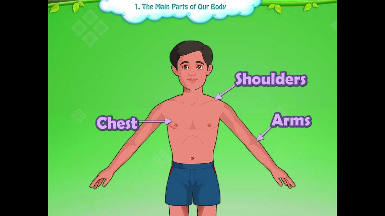 Learn Grade 1 | EVS | Parts of the Body for Kids | KidsClassroom
