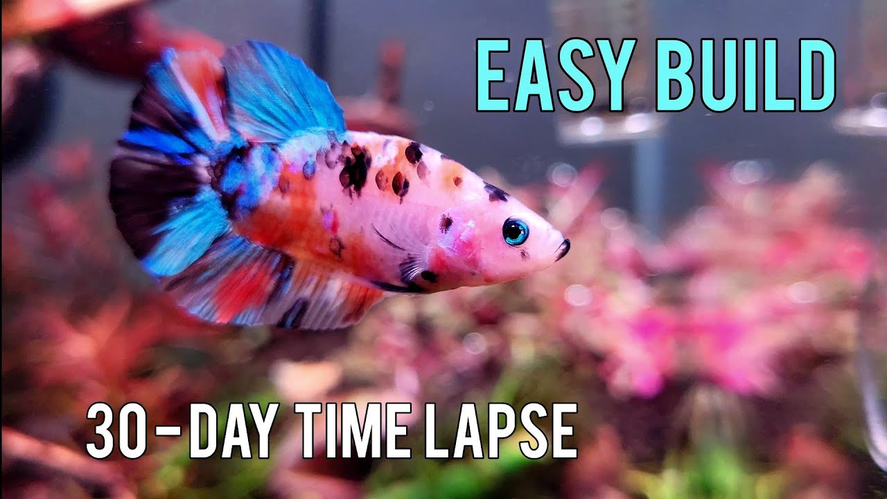Simple BETTA TANK Set up - 30 day Time Lapse (Nano Tank Build)