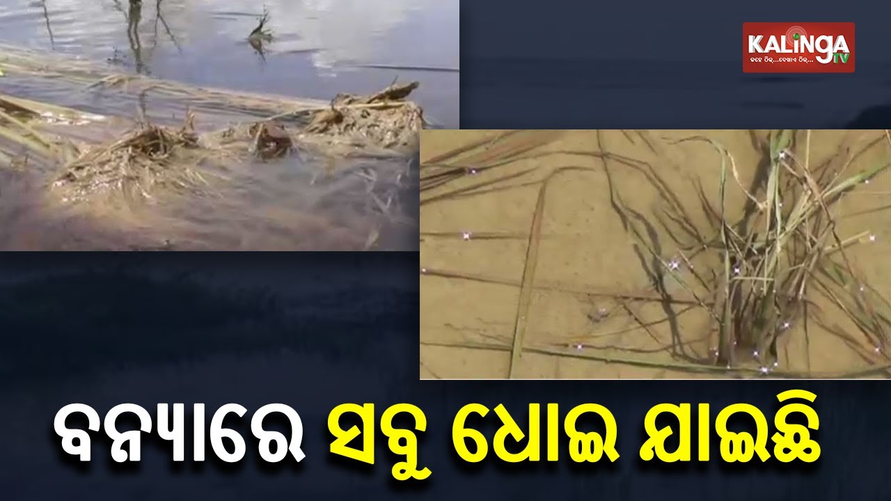 Local Farmers In Begunia Suffer Livelihood Loss Due To Recent Floods || Kalinga TV