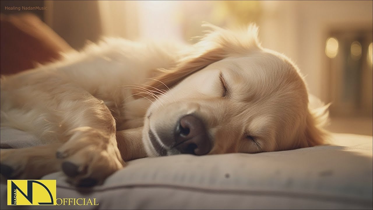 20 часов любимой музыки собак🐶💖Музыка для сна собак 🐶🎵 Музыка для снятия беспокойства при разлуке🎵
