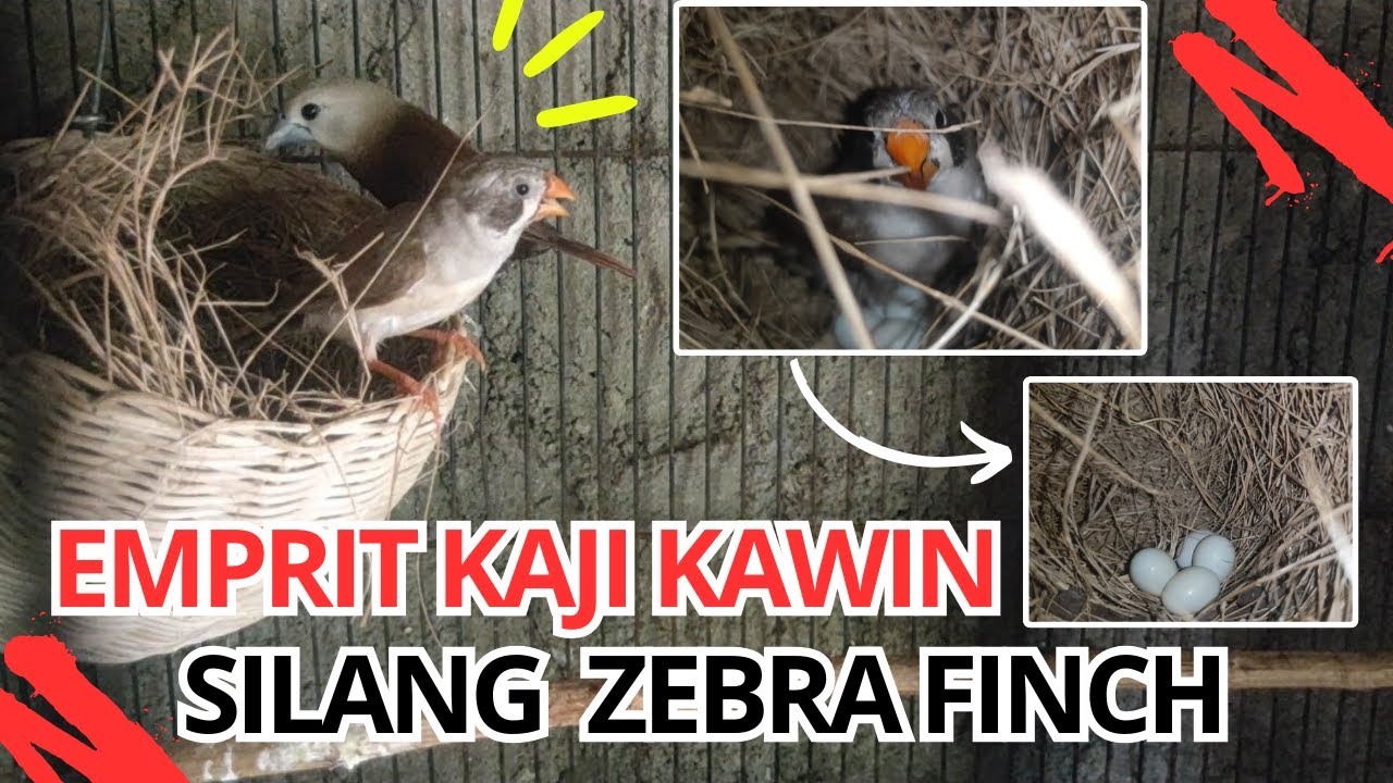 Pertama Kali..!!! Emprit Kaji Kawin Silang Dengan Zebra Finch  😱😱😱