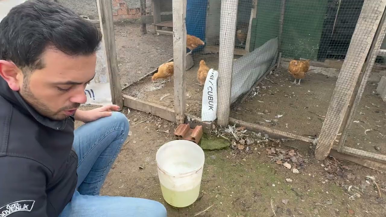 Kümesleri taşıyacağız ev yıkılmak üzere ! CRD üst solunum ilacı