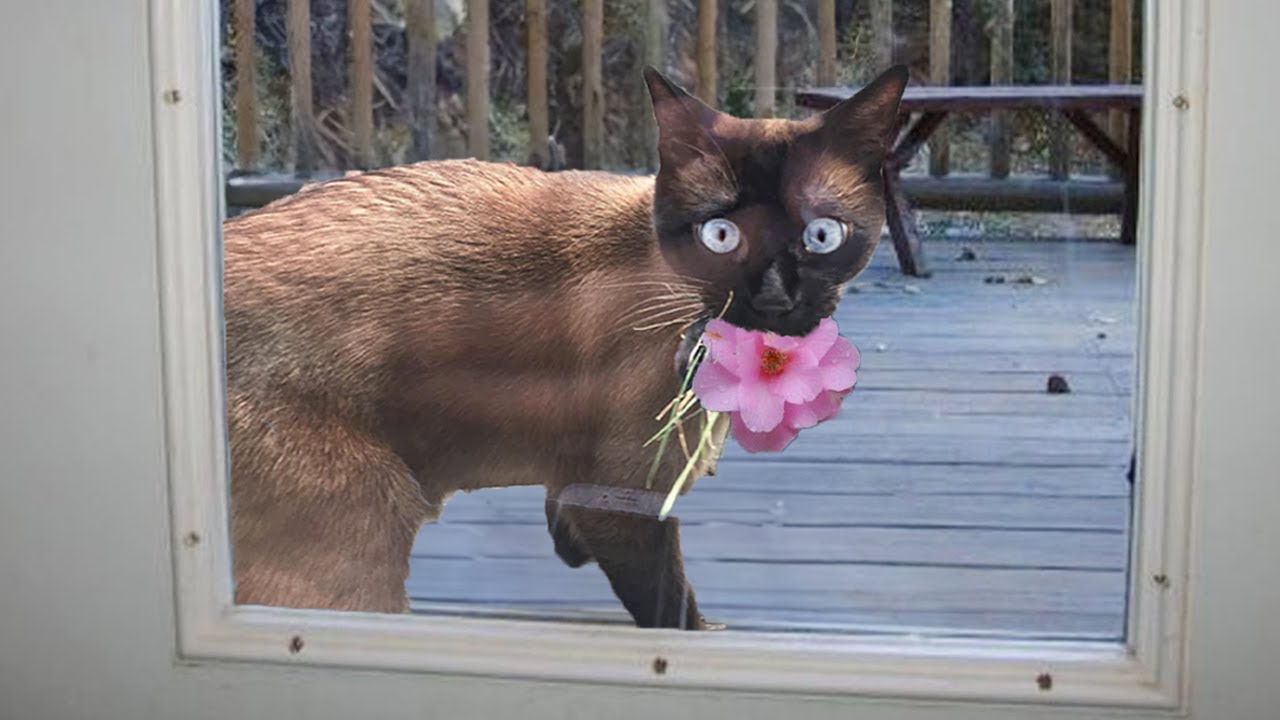 When your Cat bring you Some Unusual 