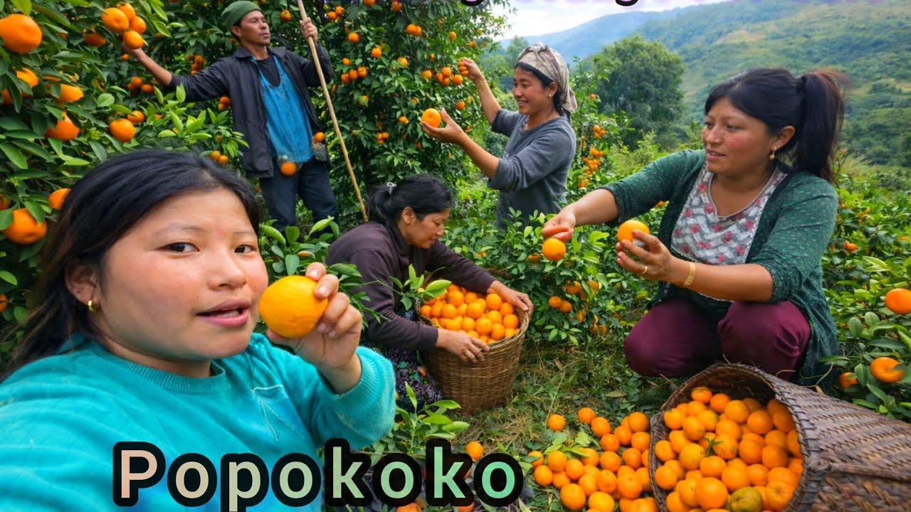 Plucking Orange🍊 With Family💞
