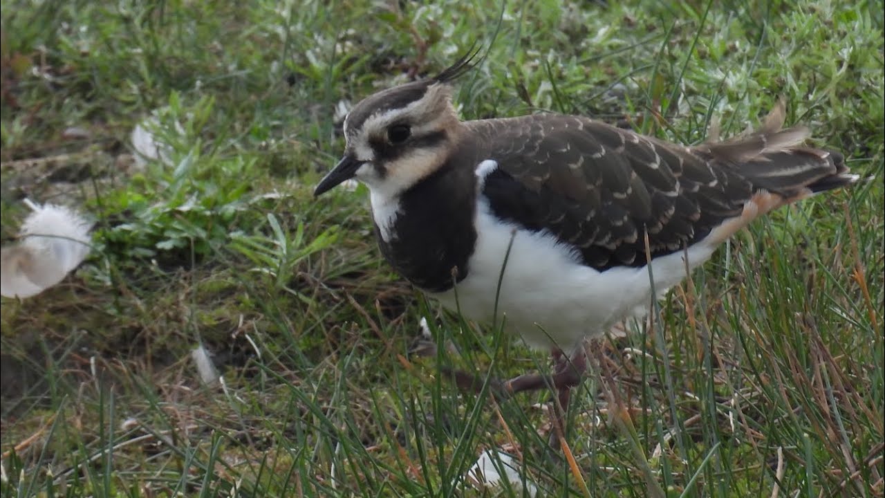 Llanelli Wetlands centre
