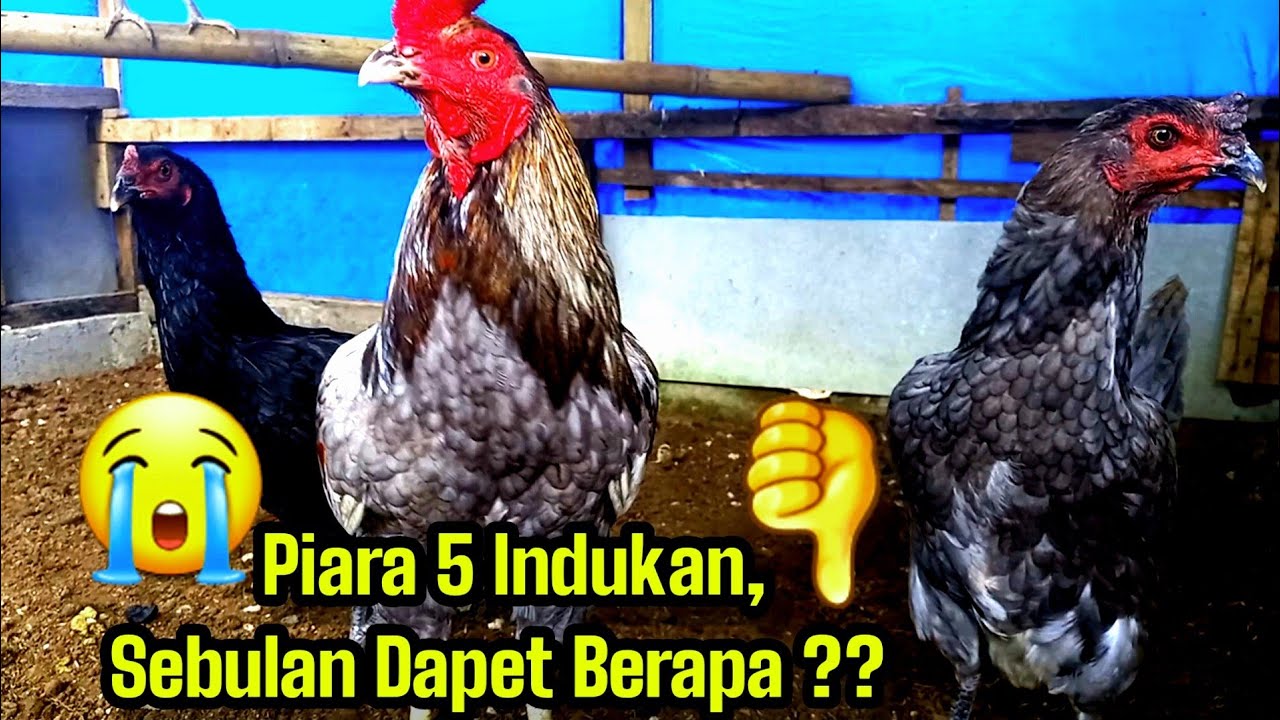 Ternak Ayam Kampung modal 5 Indukan  Omset mantap !! 