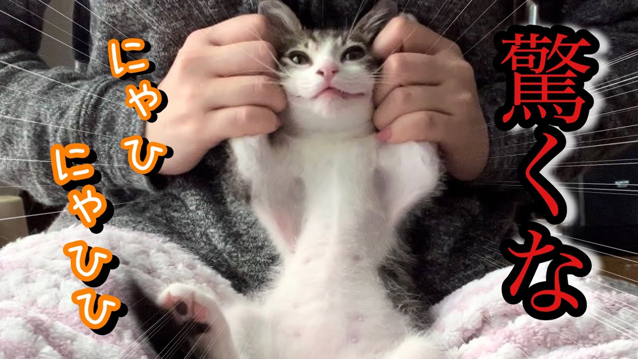 噛みつき子猫が初めての耳掃除でした行動がかわいすぎたwww【預かり保護猫】