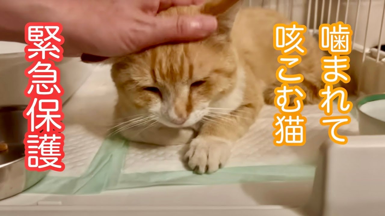 《緊急保護》ケガをして、咳込んでいる猫を病院へ、我が家で療養中