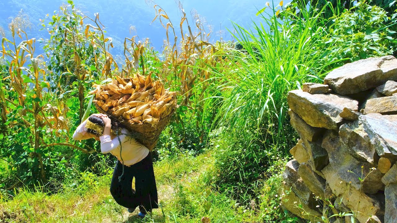 Harvesting Maize corn in Rural Nepal