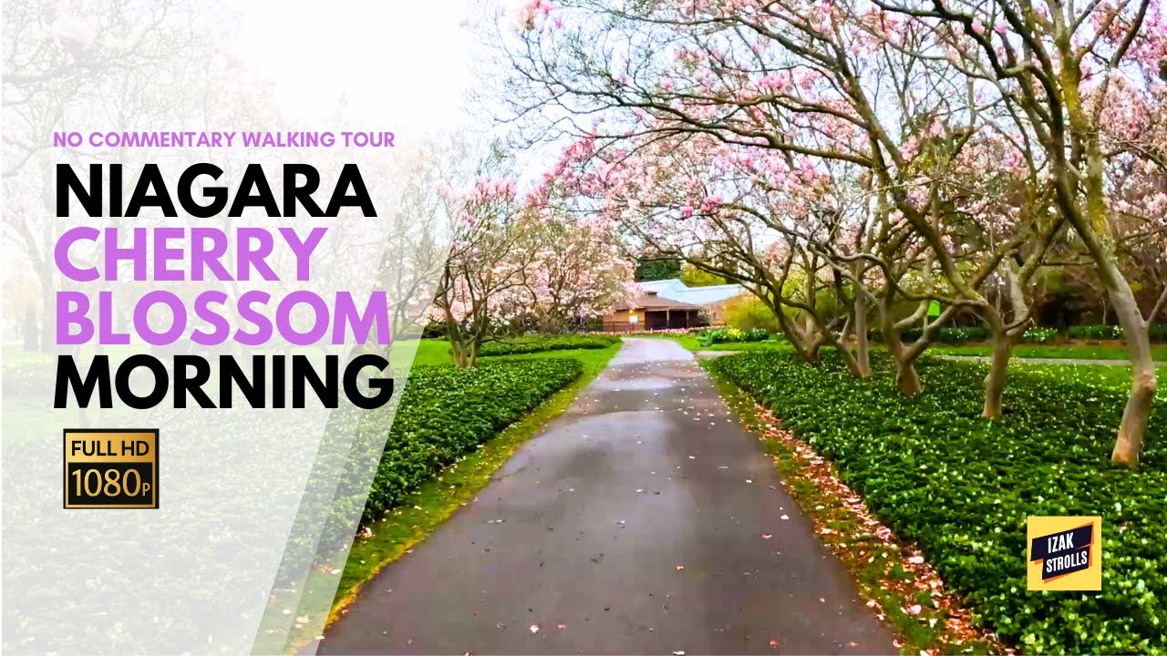 Niagara Cherry Blossom Walk (4K) | Beautiful Spring Blossoms | Peaceful Walking Tour
