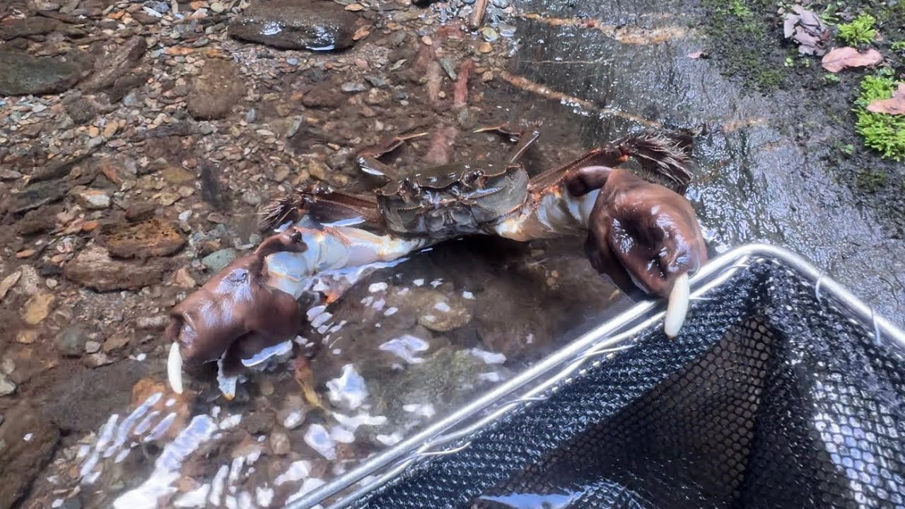 かに、カニ、蟹、山奥の川で大小のカニ達を捕獲観察【ガサガサ】