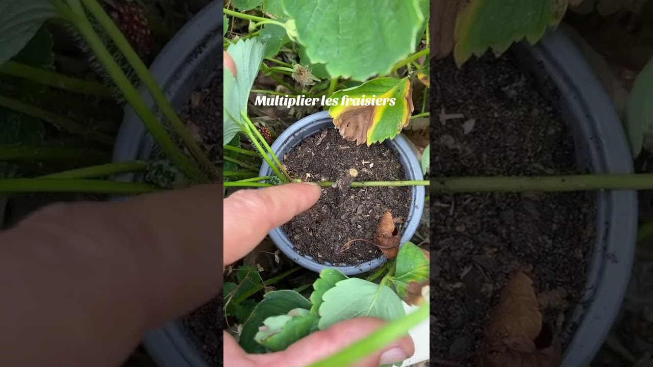 Astuces fraisier #jardin #jardinage #potager #permaculture #fruit #astuce