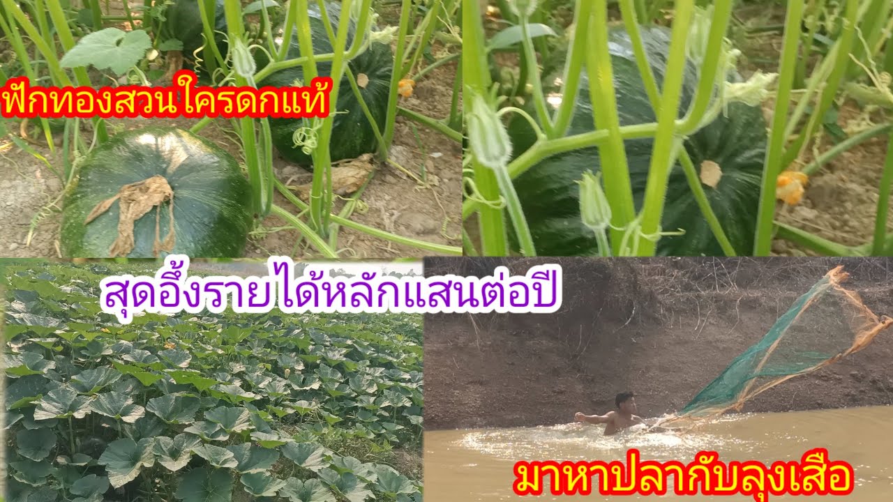 ปลูกฟักทองสวนใคร!!สุดอึ้งเมื่อรู้รายได้!!หลักแสนต่อปี!ลุงเสือมาหาปลาอีกแล้ว