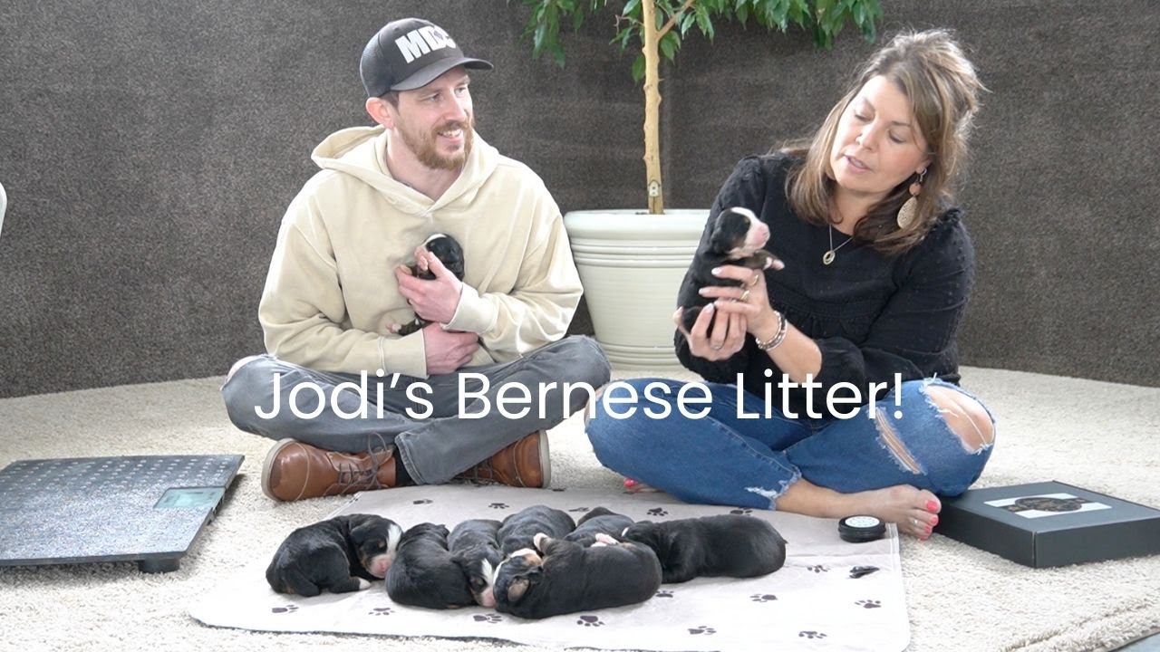 Jodi's Bernese Litter Reveal!