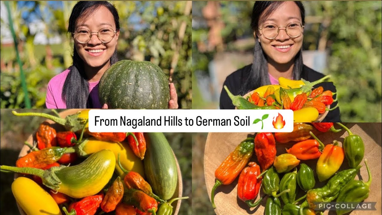 От холмов Нагаленда до немецкой земли 🌱🔥