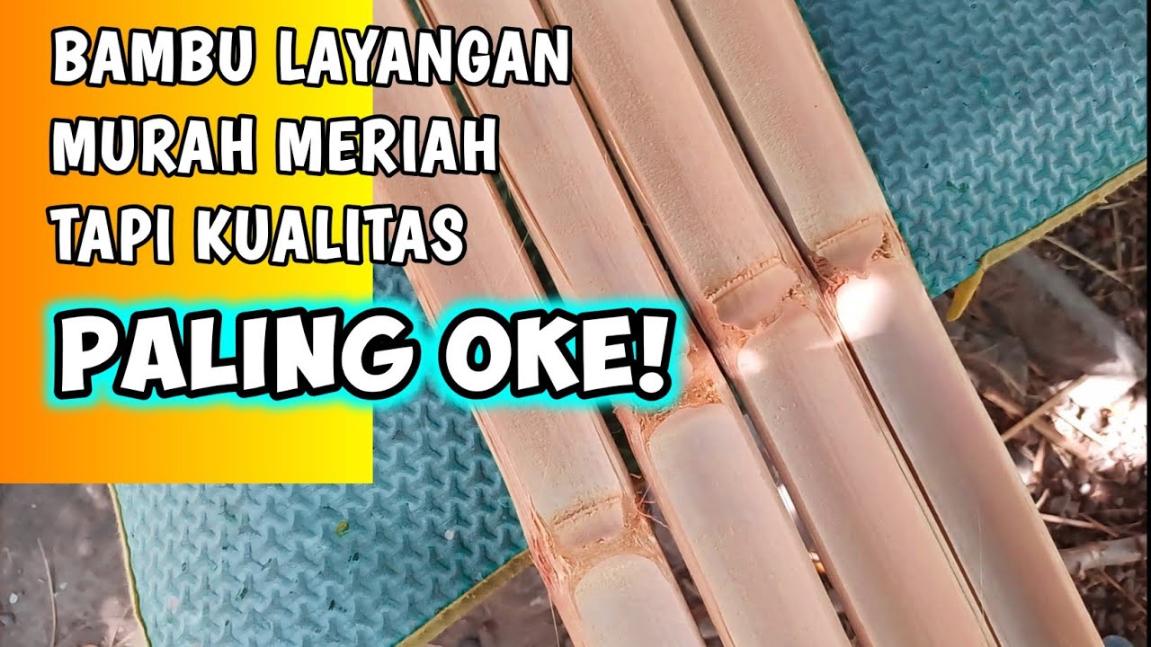 BAMBU SUPER⁉️ Bambu Yang Cocok Untuk Layangan - MURAH & BERKUALITAS 💯
