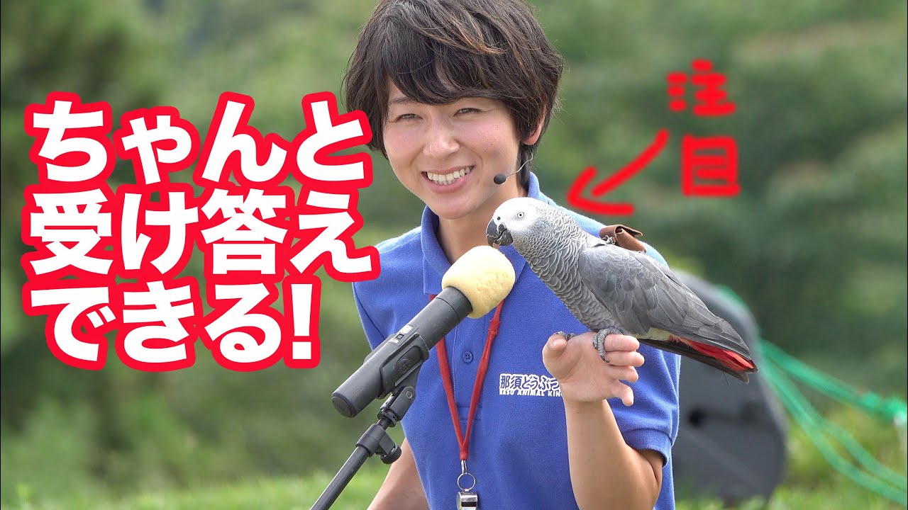 ☆ヨウムのオリビア☆おしゃべりするだけじゃない!バードパフォーマンスショーBROAD PART3@那須どうぶつ王国