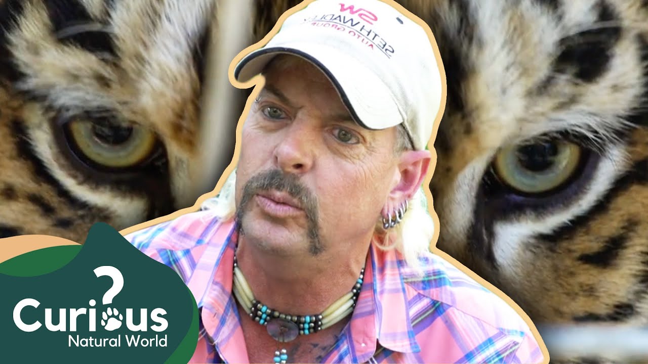 The Story Of The Tiger King | Joe Exotic | Exotic Animal Conservationist | Curious?: Natural World