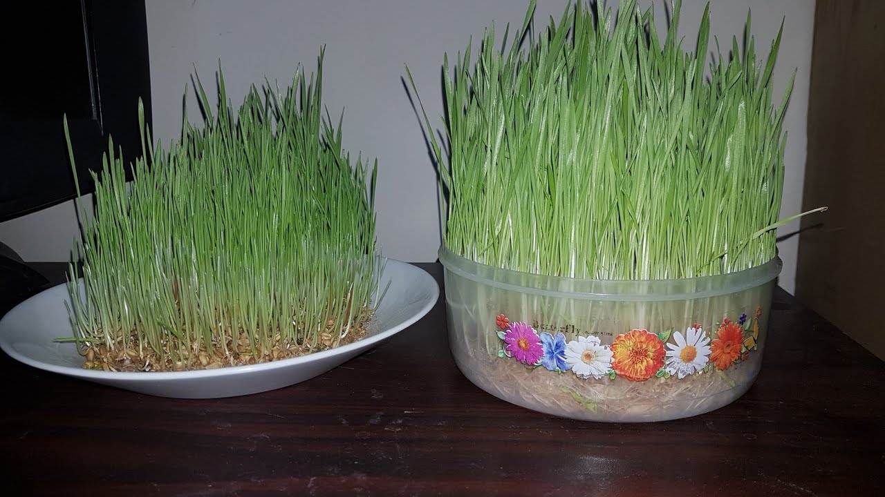 How To Grow Barley grass at Home, Wheatgrass DIY