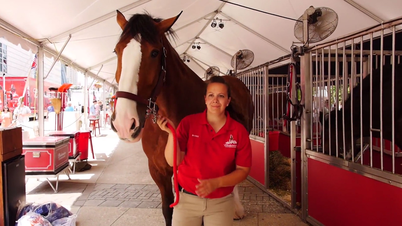 Budweiser Clydesdales | CMA Fest 2014 | CMA