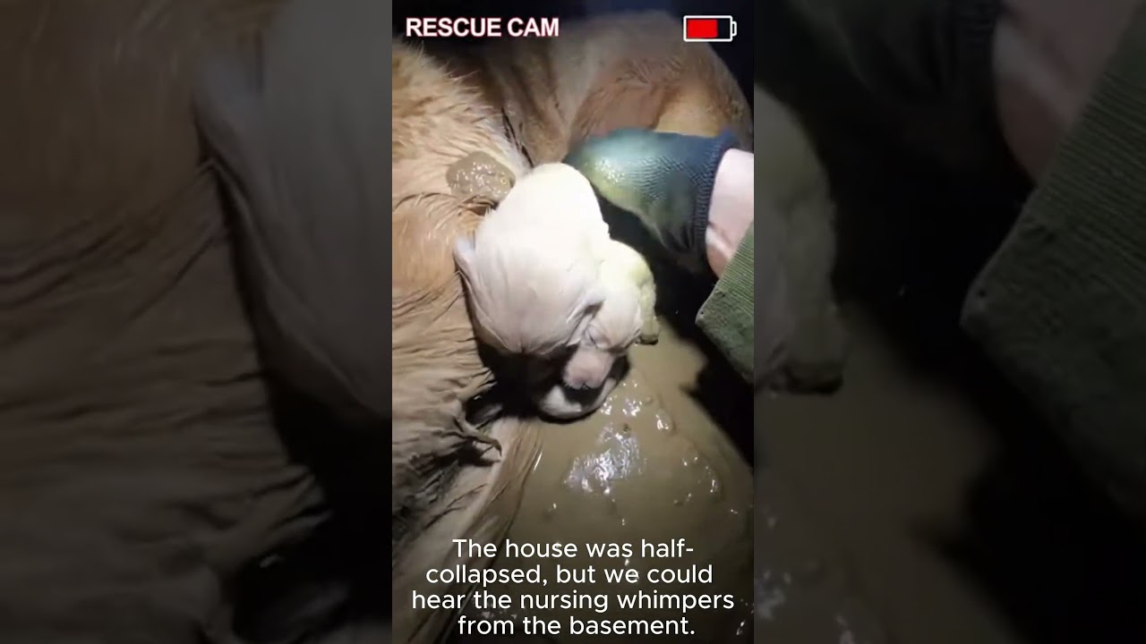 Heartbreaking Rescue Mother Dog and Puppies Found Under Collapsed House
