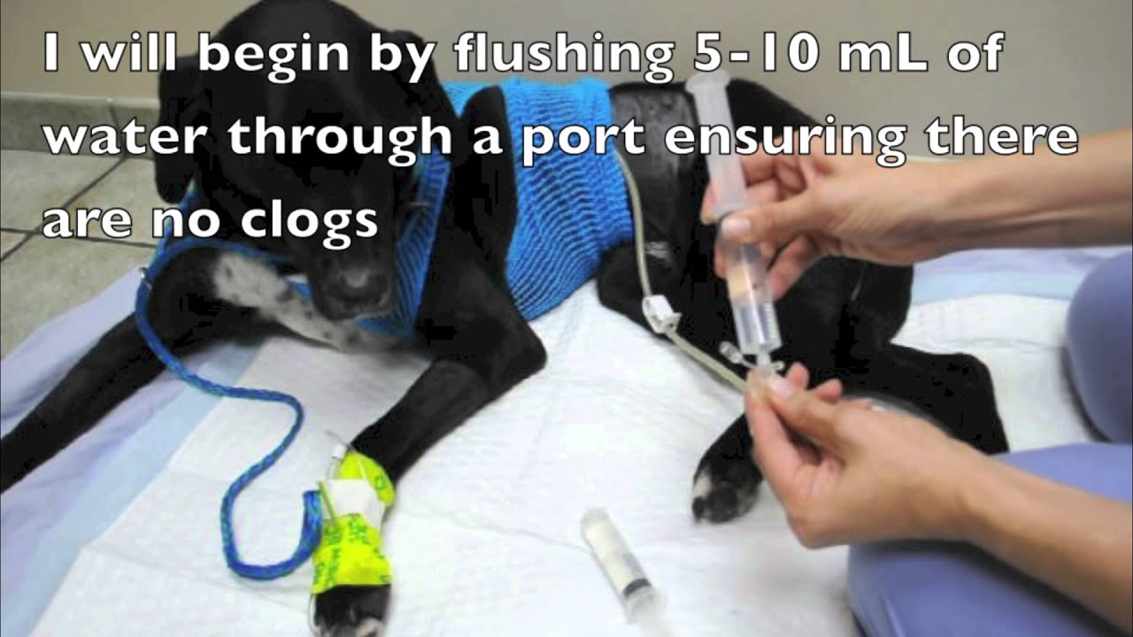 P.E.G. Tube Feeding Your Pet