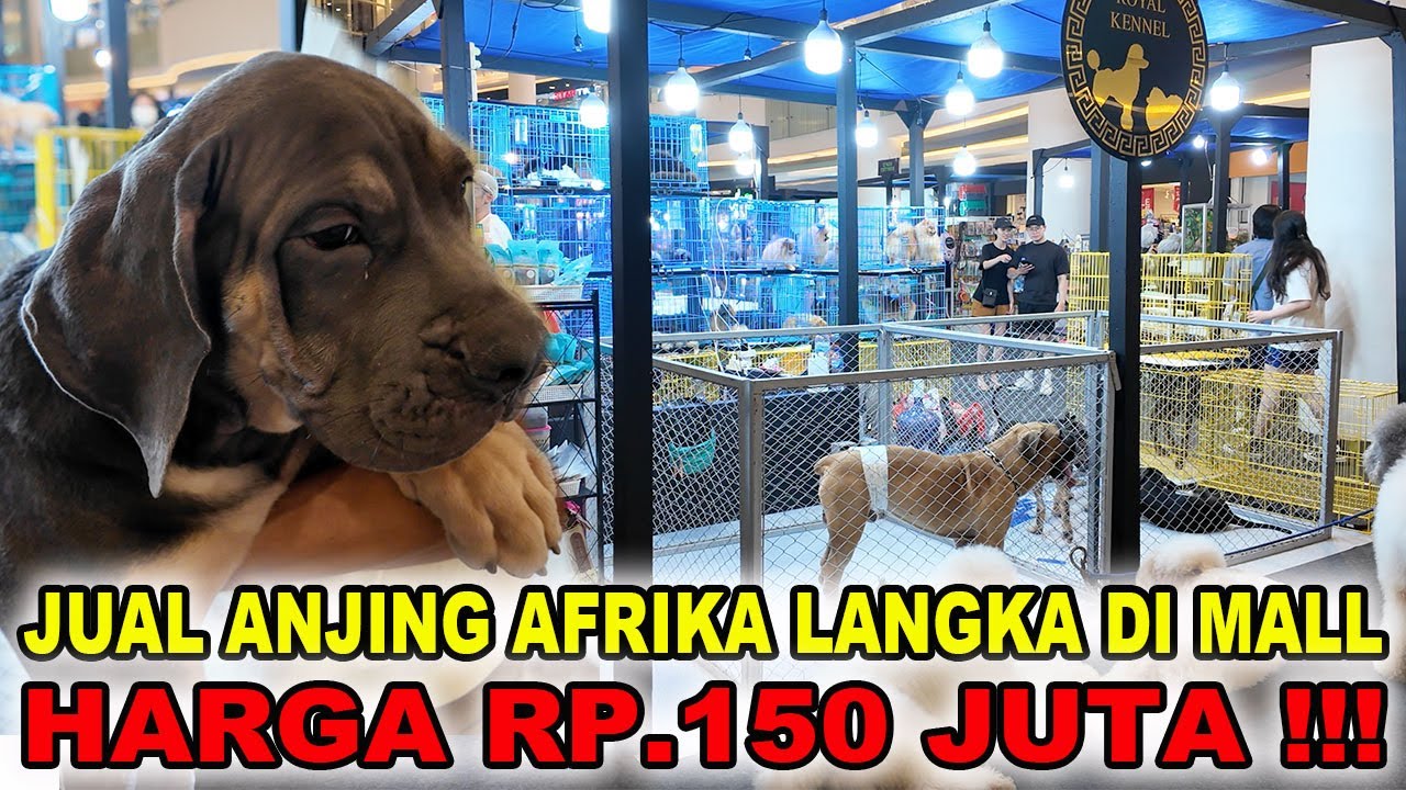 Anjing Afrika Langka Rp.150 Juta Dijual Di Mall Ini
