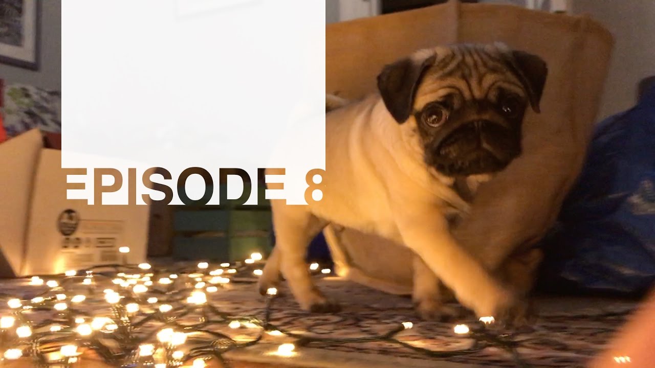 Captain The Puggy - Episode 8 - Pug Puppy Playing