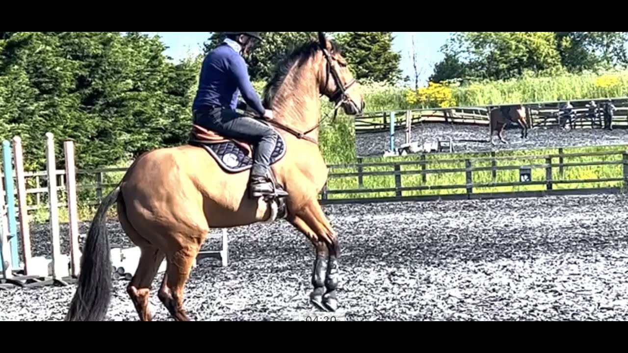 Rearing instead of Rein Back! Michael Peace helps this horse understand the contact is just a cue.