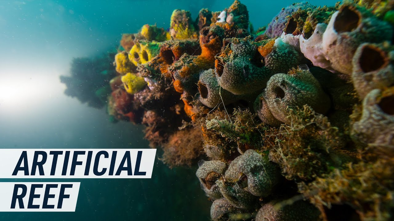 How artificial reefs could offer a new climate solution | Mashable