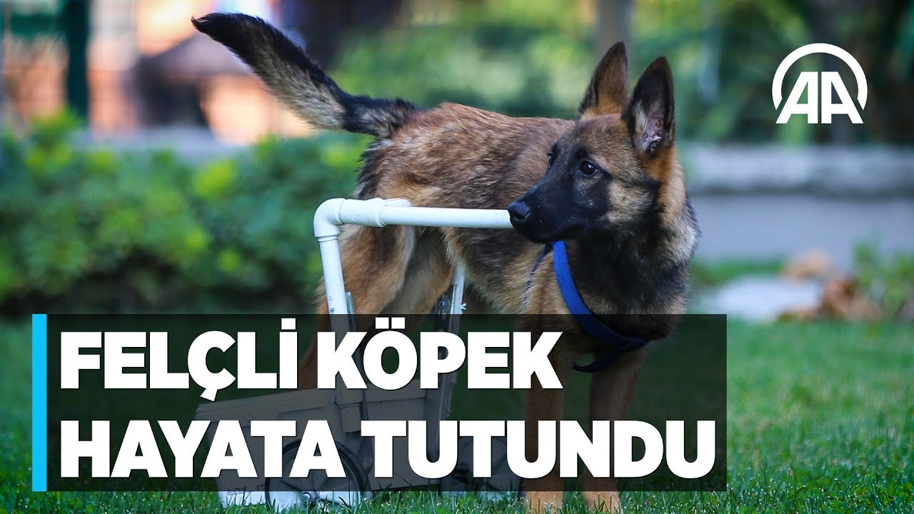 Felçli köpek su borusu ve kovayla hayata tutundu