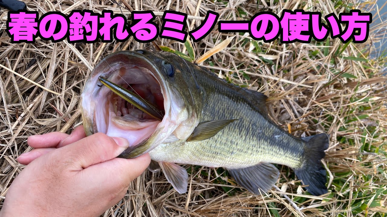 この季節、こんなタイミングでミノーを投げれば良い釣りができます。