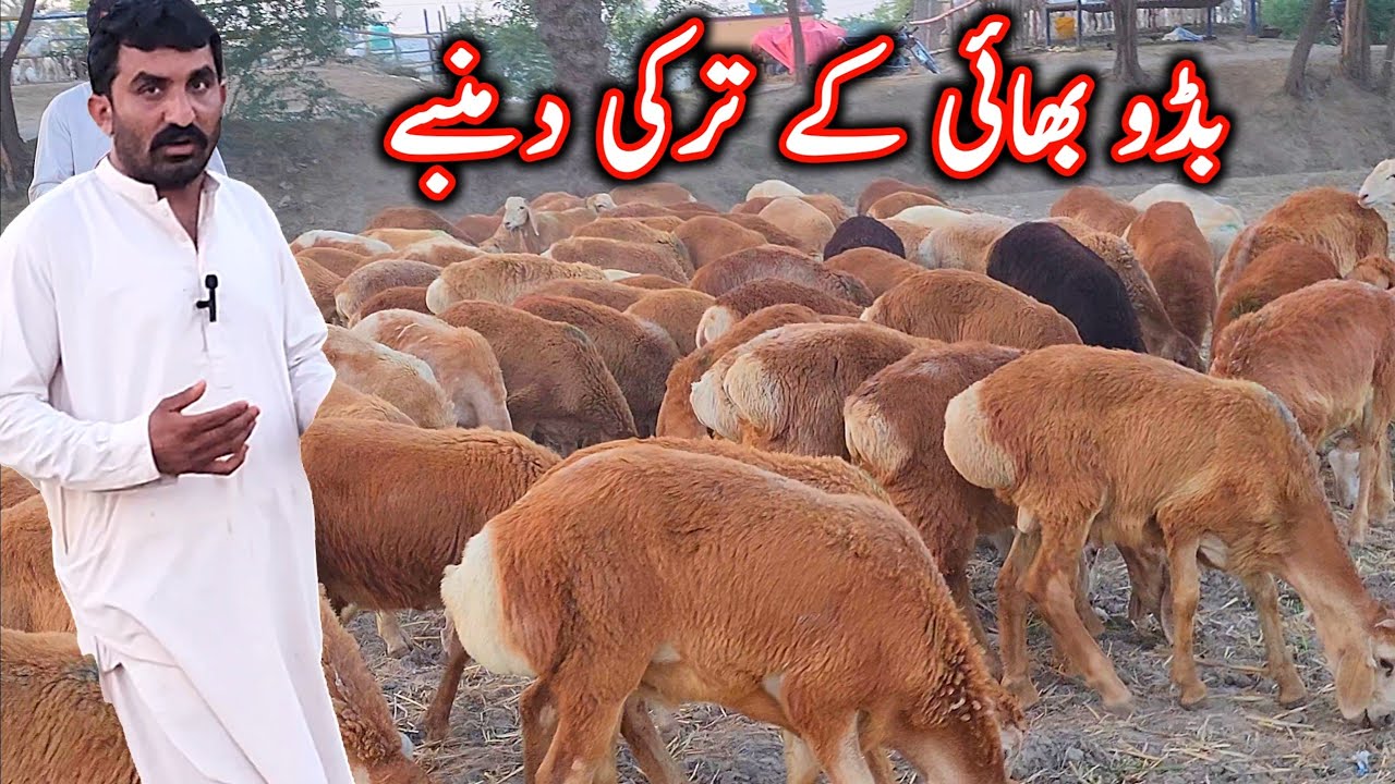 pure turkey dumbe at bismillah goat farm dumba business dera ghazi khan goat farming