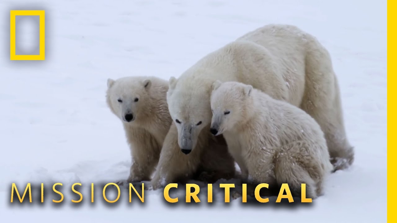 Polar Bear Mom Fights Back | Mission Critical