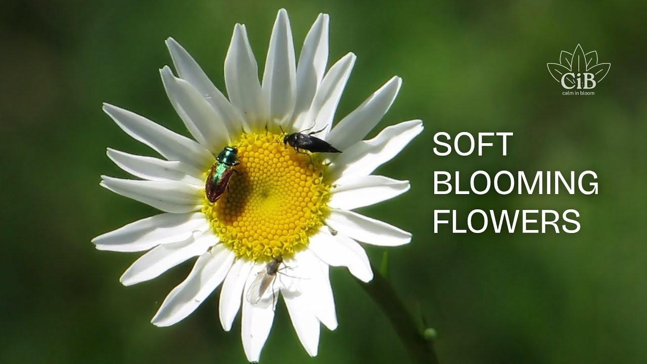 Gentle Flower Blooms for Your Peace of Mind | Relaxing music | Calm in Bloom
