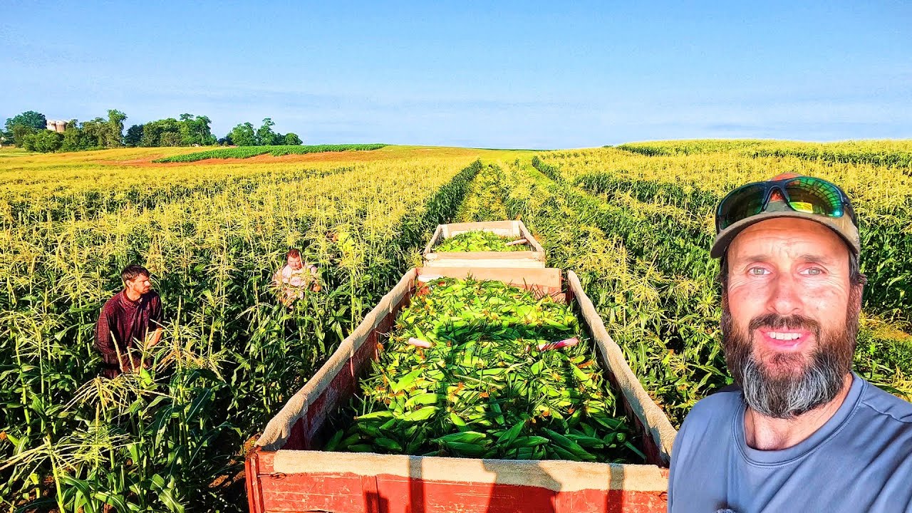 We Refuse to Machine Harvest Sweet Corn… Here’s Why