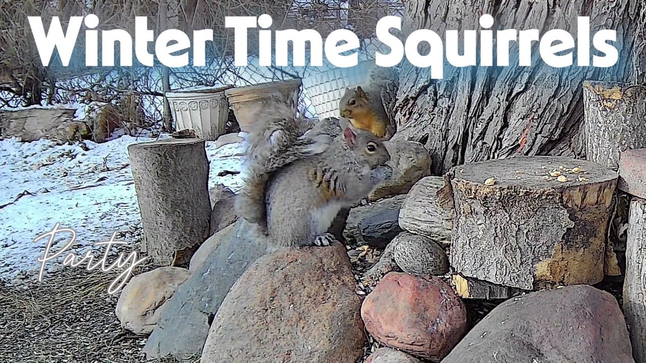 Best Of Winter Time Squirrels